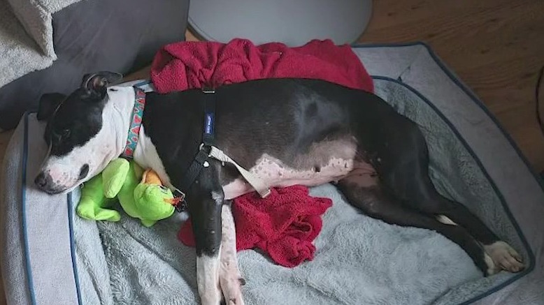 Dog found in trash can in Orlando gets adopted